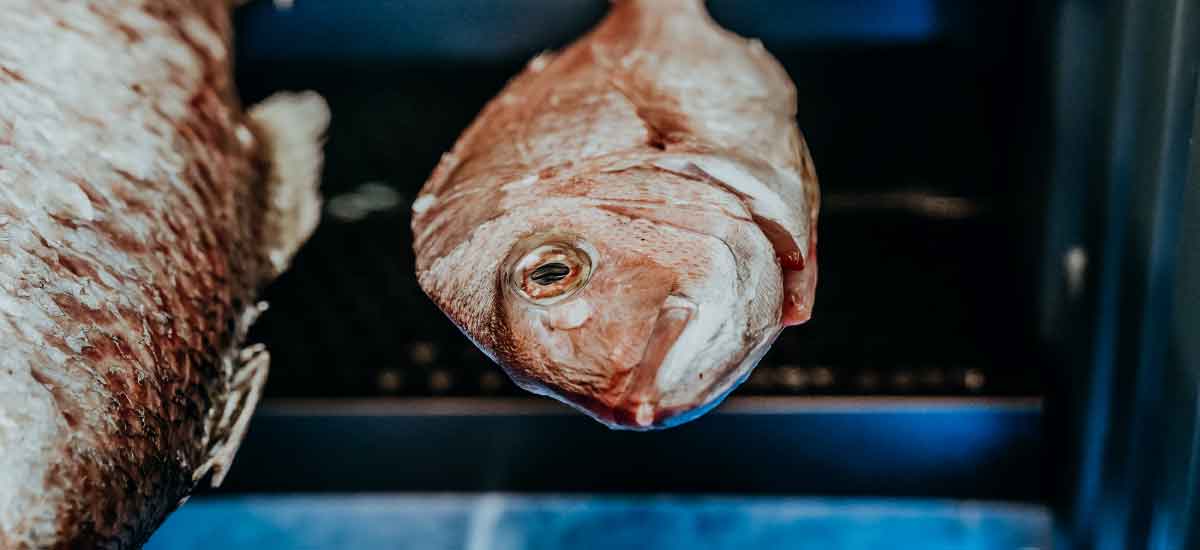 Dry Aged Fish Trial Dry Ager Australia & NZ